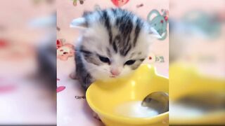 Bayi Kucing - Kompilasi Video Bayi Kucing Lucu dan Lucu