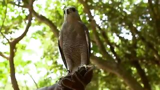 Wild animal beautiful nature moment