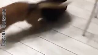 cute funny cats