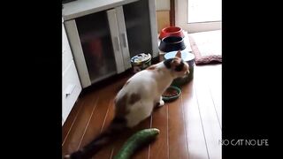 Scaredy Cats Compilation.