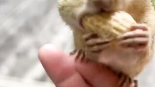 Munchies squirrel shorts