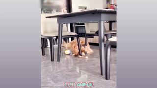 Funniest Animals | Funny Dog And Cat | Funny Animals Video part1