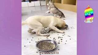 Funniest Animals | Funny Dog And Cat | Funny Animals Video part 2