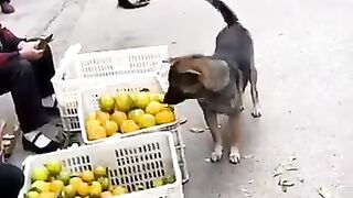 funny videos ,TRY NOT TO LAUGH...Amazing animal video December 2022 videos..