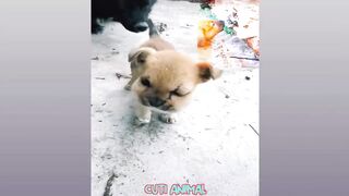 Funniest Animals | Funny Dog And Cat | Funny Animals Video part 3