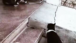 cute cats funny videos