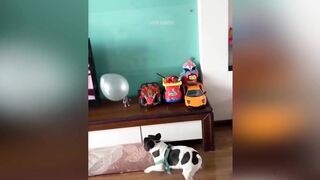 Funniest Animals | Funny Dog And Cat | Funny Animals Video part 6