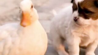 Funny and Cute Puppies
