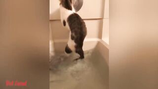 cute cats funny videos