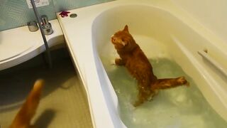 epic cats hate falling in water