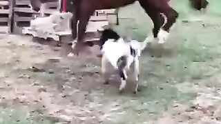 Naughty Animals-Over 23m views