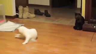 Try Not To Laugh : Funniest Cat Videos to Keep You Smiling #2 | Best Funny Animal Videos 2022
