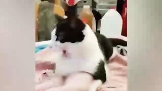 Try Not To Laugh : Funniest Cat Videos to Keep You Smiling #3 | Best Funny Animal Videos 2022