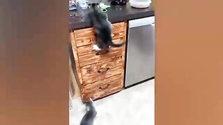 Try Not To Laugh : Funniest Cat Videos to Keep You Smiling #4 | Best Funny Animal Videos 2022