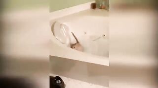Try Not To Laugh : Funniest Cat Videos to Keep You Smiling #5 | Best Funny Animal Videos 2022