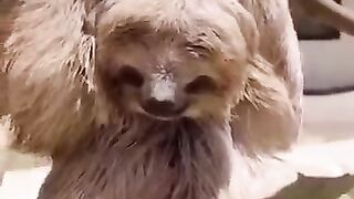 Animals that will be gone by 2025