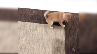 Cute and Funny Dogs