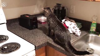 Funny Animals Compilation
