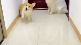 Amazing funny dogs