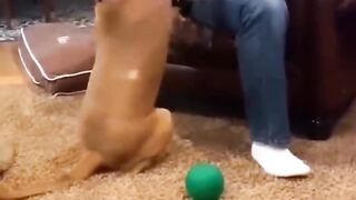 Funny dogs & fails