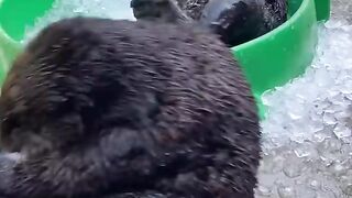 funny seal