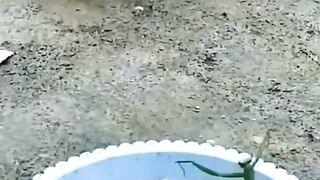 funny cock and mantis