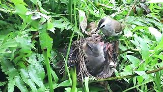 Mother birs attacks snake after it comes to bite babies