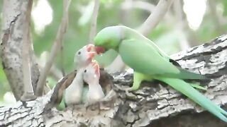 Parrot feeding two little babies