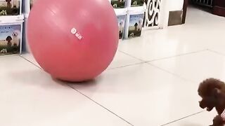 FUNNY PETS FAILS