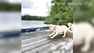 Funny Animal Videos 2022 ???? - Best Dogs And Cats Videos ???????? #lovequeen