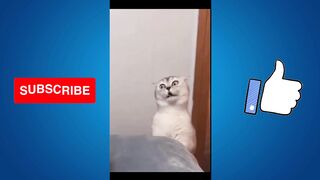 #Funny animals