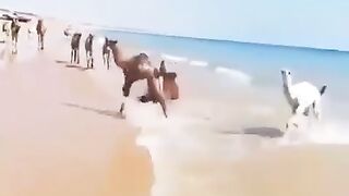 Camels enjoying at sea