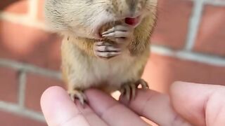 Cute animal eat peanuts