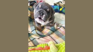 Funny Dog