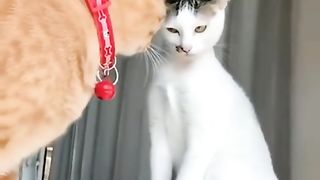 Best cat funny videos