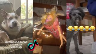 Funny TikToks That WILL Make You Laugh Out Loud | TikTok Compilation