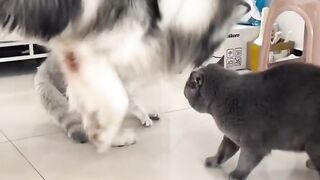 Dog cat funny