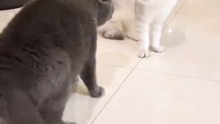 Sound cat videos cuet