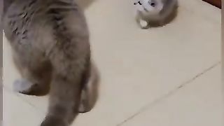 Best cat funny videos 2