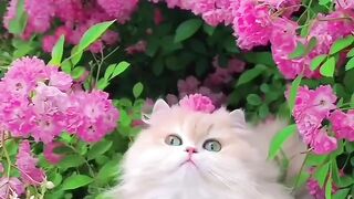 So cute ???? Cat ????