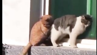Komedi kucing 2