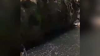 Jaring ikan