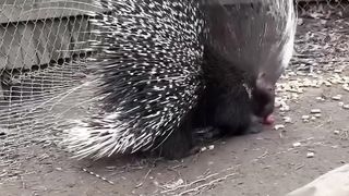 Why You Shouldn't Mess With Porcupine