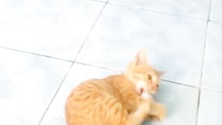 Kucing lucu 9