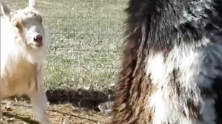 Why Do Rams Headbutt