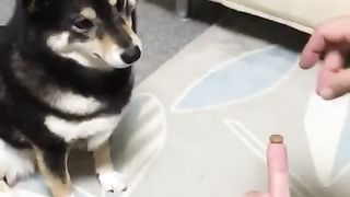 Dog amazed by owner's magic
