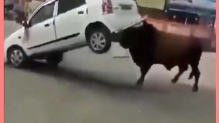 The bull lifts the car.