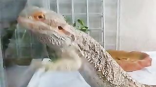 Reptiles flapping around in the tank
