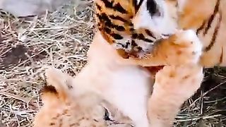 cubs loin tiger