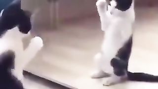 Cat kowtowing to its reflection in the mirror